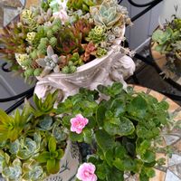 カランコエ,多肉植物,多肉寄せ植え,お庭の植物,ニューカランコエの画像
