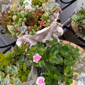 カランコエ,多肉植物,多肉寄せ植え,お庭の植物,ニューカランコエの画像