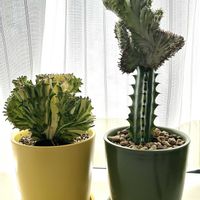 マハラジャ,マハラジャ,ユーフォルビア マハラジャ,ユーフォルビア・ラクテア,多肉植物の画像