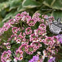 ネメシア,ネメシアマリー,ネメシアマリー　シェルピーチ,お花のある暮らし,お花に癒されての画像