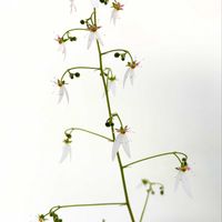 苔玉の画像