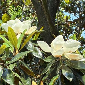 タイサンボク,きれい,花のある暮らし,いやし♡,お出かけ先の画像