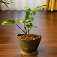 フィロデンドロン,フィロデンドロン・ゴエルディ,観葉植物,成長記録の画像