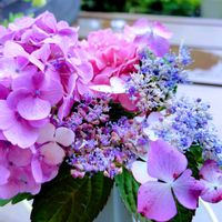 アジサイ,アキレア,紫陽花,ビオラ,オレガノ ケントビューティーの画像