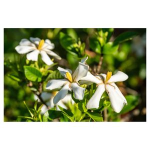 クチナシ,地植え,常緑低木,白い花,アカネ科の画像