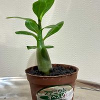 アデニウム,アデニウム 砂漠のバラ,アデニウム オベスム,観葉植物,塊根植物の画像