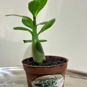 アデニウム,アデニウム 砂漠のバラ,アデニウム オベスム,観葉植物,塊根植物の画像