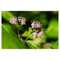 ムラサキシキブ,地植え,花木,ピンクの花,落葉低木の画像