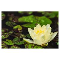 スイレン,水生植物,プランター,多年草,スイレン科の画像