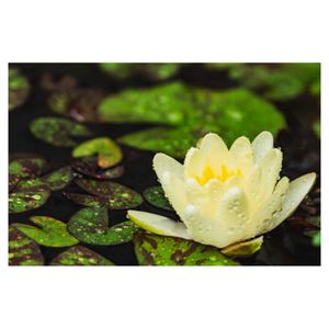 スイレン,水生植物,プランター,多年草,スイレン科の画像