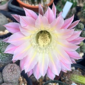 サボテン,名前を教えて,サボテンの花,エキノプシス属,いとみのエキノプシスの画像