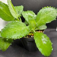 カランコエ,子宝草,多肉植物,カランコエ属,園芸店の画像