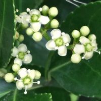 マサキ,白い花,樹木,植え込み,木に咲く花の画像