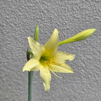 アマリリス,球根,球根植物,花のある暮らし,園芸男子の画像