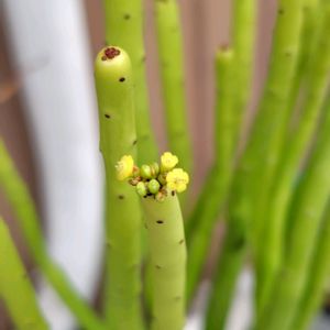 アロエ,サボテン,麗蛇丸,不夜城錦,オンコクラーダの画像