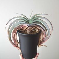 アロエ,アロエスプラフォリアータの画像