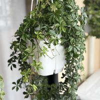 アイビー,へデラ,シュガーパイン,観葉植物,つるせい植物の画像