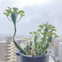 七宝樹,バルコニー/ベランダ,お出かけ先,リビング・ダイニングの画像