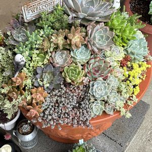 アジサイ,ローラ,多肉植物,花のある暮らし,no green no lifeの画像