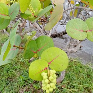 花のある暮らし,切り花を楽しむ,#ガーデニングの画像