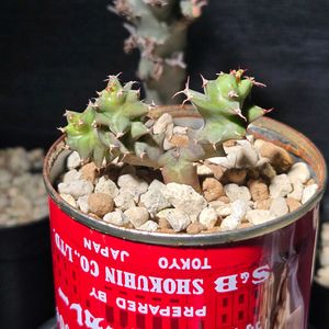 ユーフォルビア・トルチラマ,多肉植物,塊根植物,実生,南アフリカ原産の画像