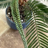 ソテツ,ソテツ,ソテツ,鉢植え,花のある暮らしの画像