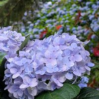 アジサイ,お花,沖縄,可愛い♡,癒し♡の画像