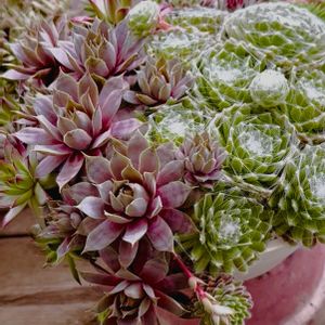 センペルビウム属,神奈川タニラー,センペル寄植え,テラスの画像