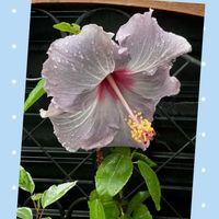 ハイビスカス,フェルニア ピンクアイ,ハイビスカス　ケイト,開花,多肉植物のある暮らしの画像