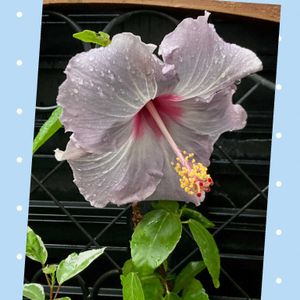 ハイビスカス,フェルニア ピンクアイ,ハイビスカス　ケイト,開花,多肉植物のある暮らしの画像
