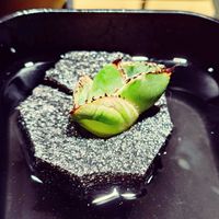 アガベ,多肉植物,アガベ属の画像