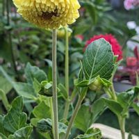 ダリア,百日草,種まき,庭の画像