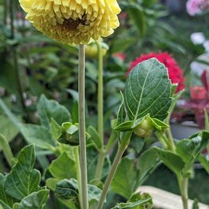 ダリア,百日草,種まき,庭の画像