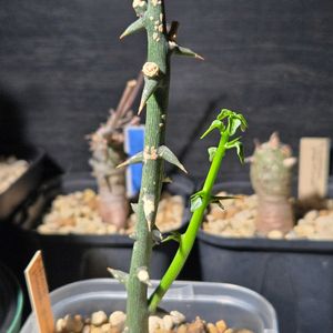 アデニア プセウド グロボーサ,多肉植物,挿し木,東アフリカ原産の画像