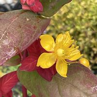 キンシバイ,ヒペリカム,ヒペリカム ジュエリーシリーズ,山野草,花のある暮らしの画像