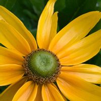 ルドベキア,花のある暮らし,２０２０年５月同期の画像