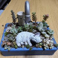 寄せ植え,多肉植物,植物のある暮らしの画像