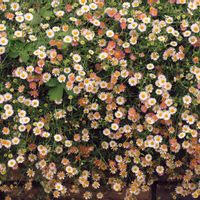 エリゲロン,エリゲロン(源平小菊)の画像