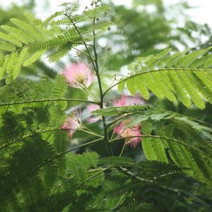ネムノキ,ほわほわ,ピンク色の花,団地内の樹木の画像