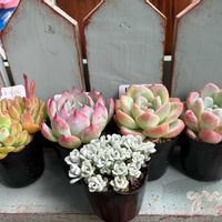 桃太郎,白雪ミセバヤ,紫陽花・スターリットスカイ,アマビレ,デントラチェムの画像