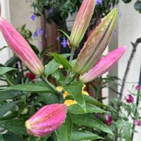 アガパンサス,カサブランカ,ユリ,グロリオサ,鉢植えの画像