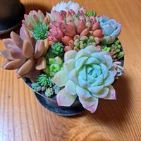 多肉植物,観葉植物,多肉寄せ植え,タニラーの画像