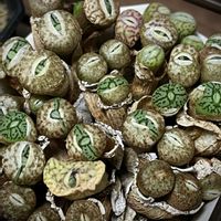 ウィッテベルゲンセ,オフタルモ,ペルシダム,ランベルテンセ,多肉植物の画像