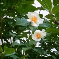 アジサイ,エリカ,スモークツリー,モミジ,ナツツバキの画像