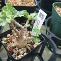 ヤトロファ マルギナータ,多肉植物,塊根植物,多肉生活,珍奇植物の画像