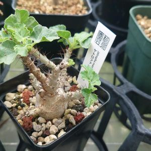 ヤトロファ マルギナータ,多肉植物,塊根植物,多肉生活,珍奇植物の画像