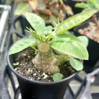 ドルステニア・フォエチダ,多肉植物,塊根植物,多肉生活,珍奇植物の画像