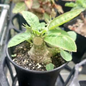 ドルステニア・フォエチダ,多肉植物,塊根植物,多肉生活,珍奇植物の画像