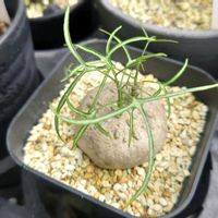 アデニア キルキー,多肉植物,塊根植物,多肉生活,珍奇植物の画像