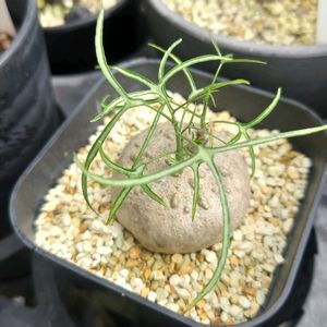 アデニア キルキー,多肉植物,塊根植物,多肉生活,珍奇植物の画像